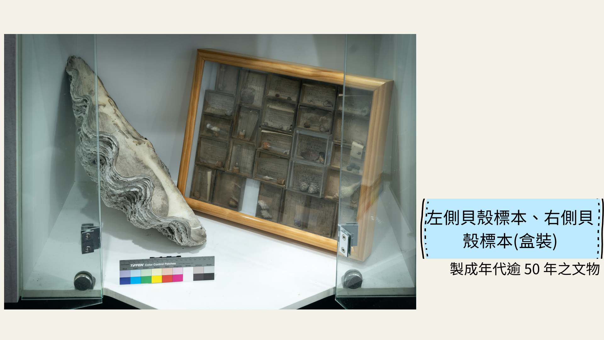 左側貝殼標本、右側貝殼標本(盒裝)