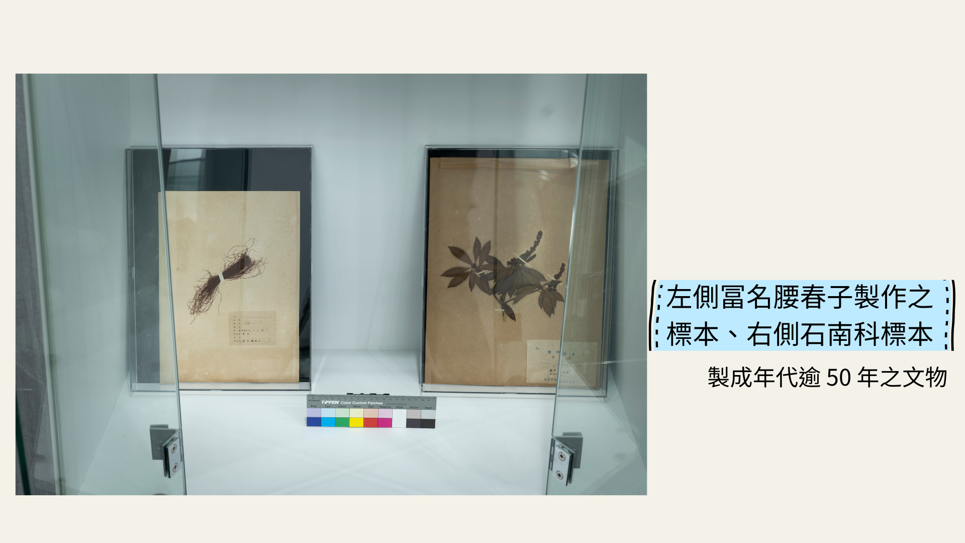 左側冨名腰春子製作之標本、右側石南科標本